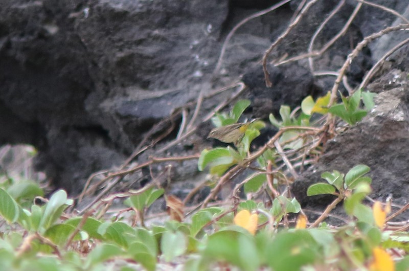 Palm Warbler - ML57203071