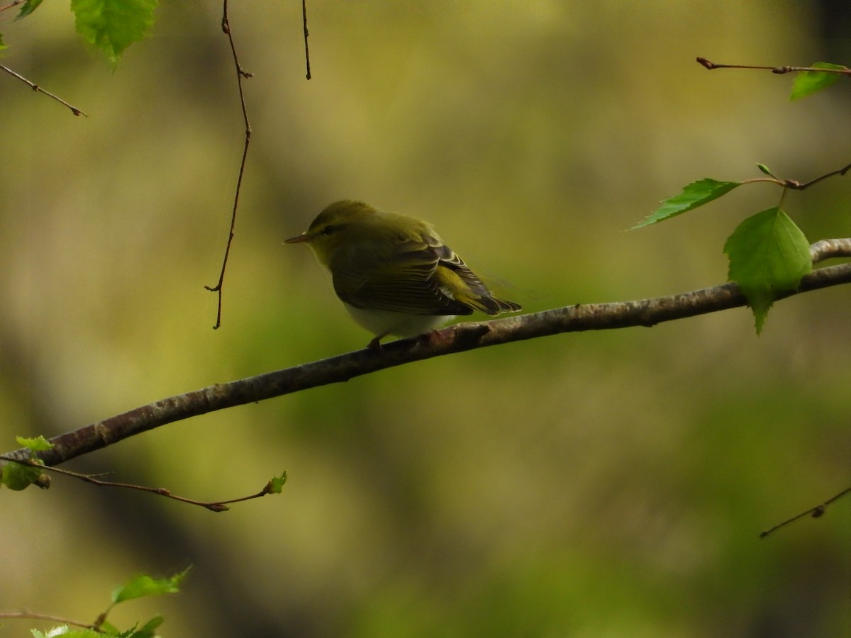 Wood Warbler - Sean Finlay