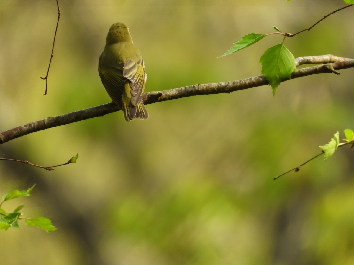 Wood Warbler - ML572030761