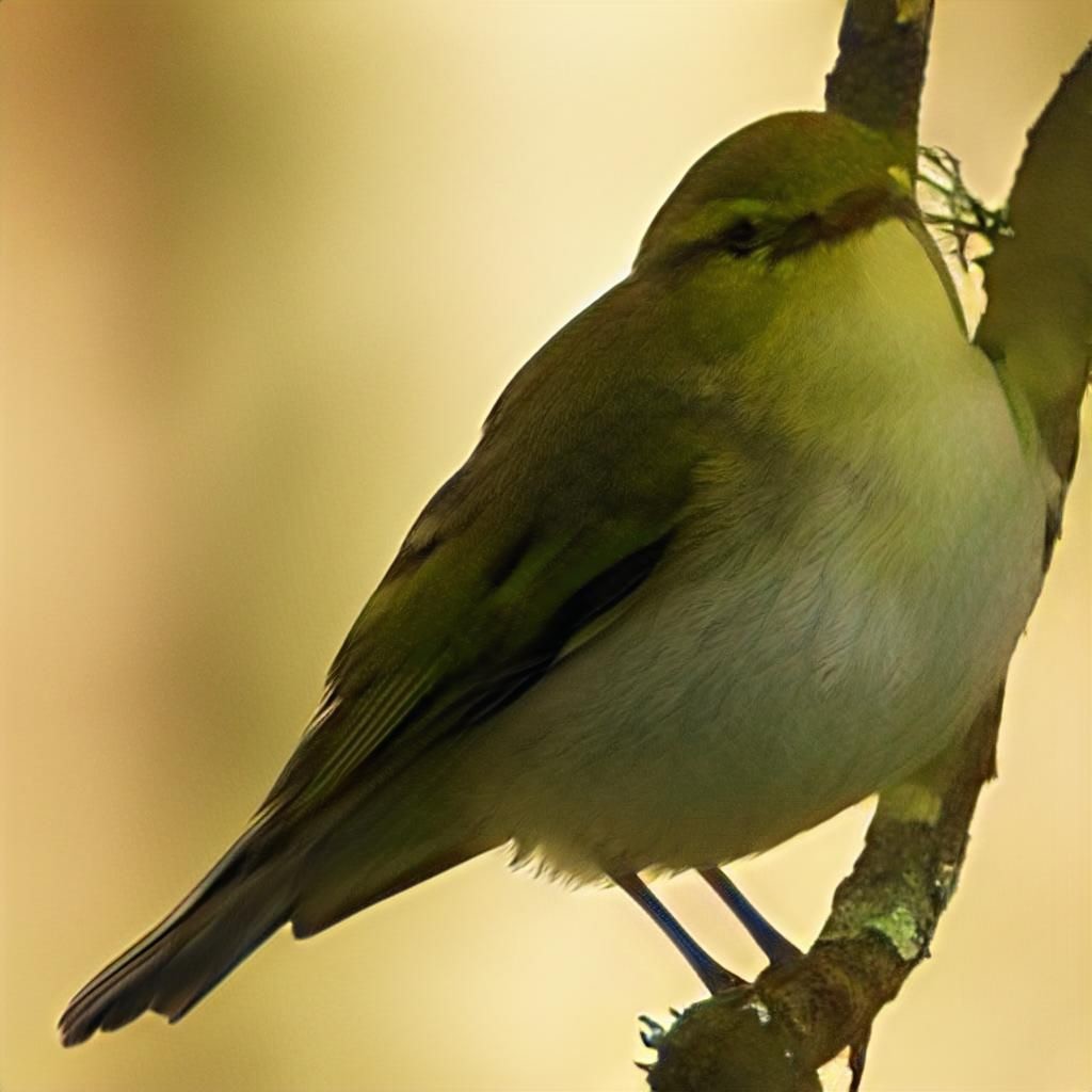 Wood Warbler - ML572030771