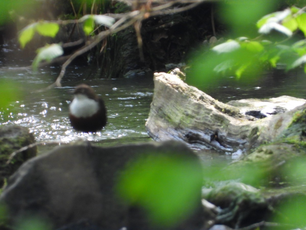 White-throated Dipper - ML572030951