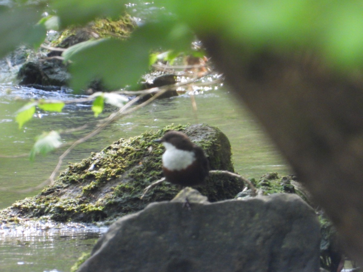 White-throated Dipper - ML572030961