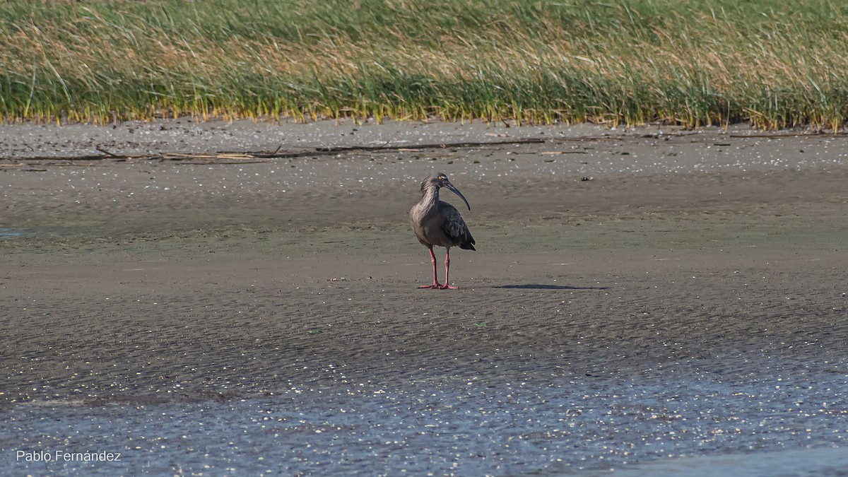 Plumbeous Ibis - ML572031171
