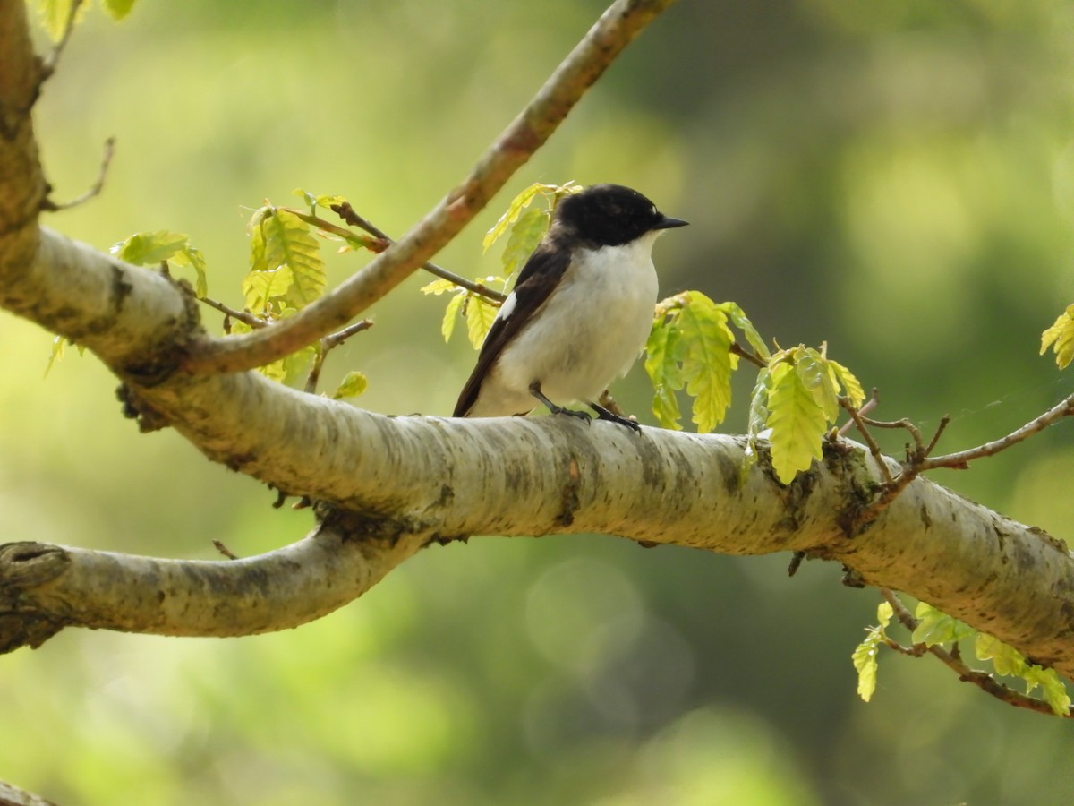 European Pied Flycatcher - Sean Finlay