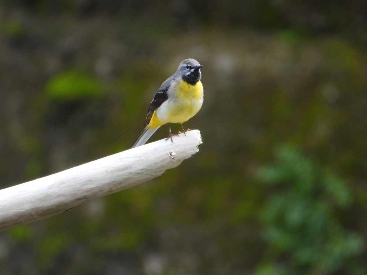 Gray Wagtail - ML572031461