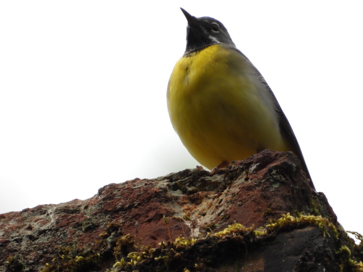 Gray Wagtail - ML572031471