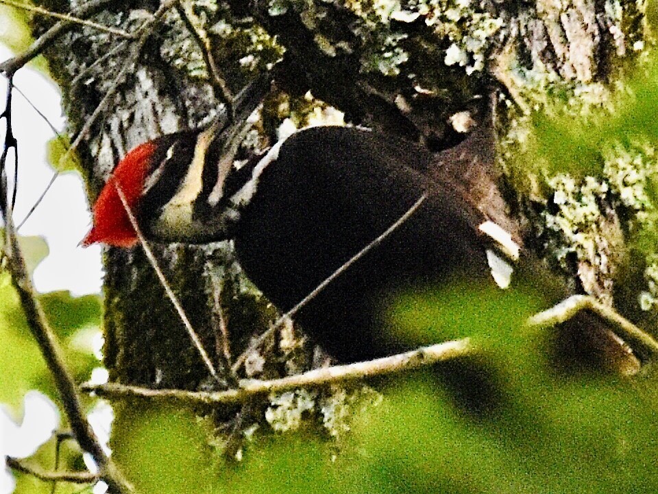 Pileated Woodpecker - ML572032861