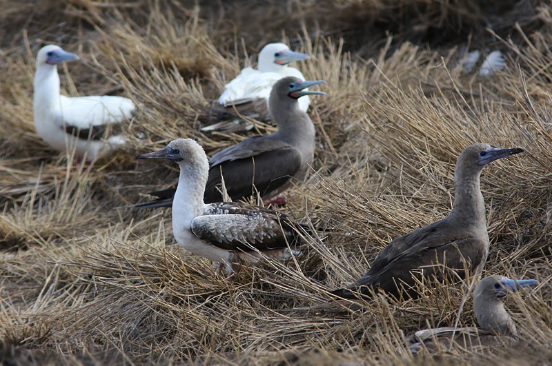 Red-footed Booby - ML57203391