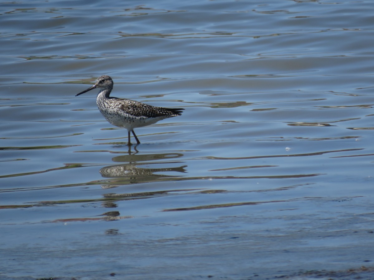 Greater Yellowlegs - ML572033951