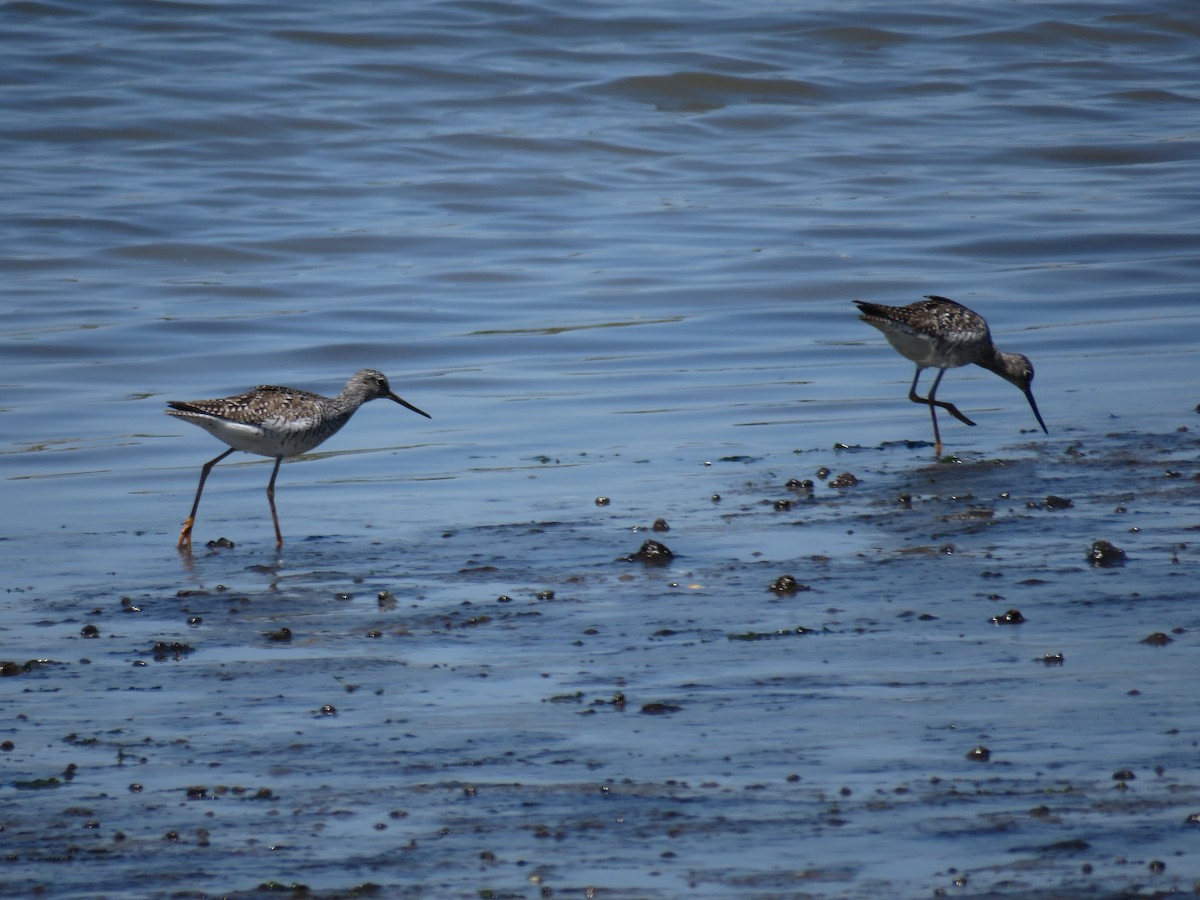 Greater Yellowlegs - ML572033971