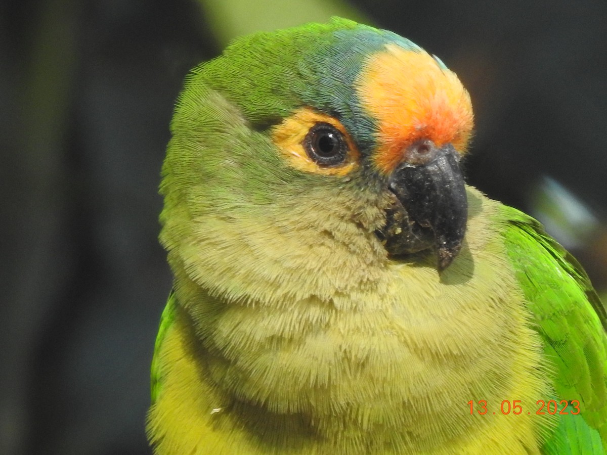 Peach-fronted Parakeet - ML572034401