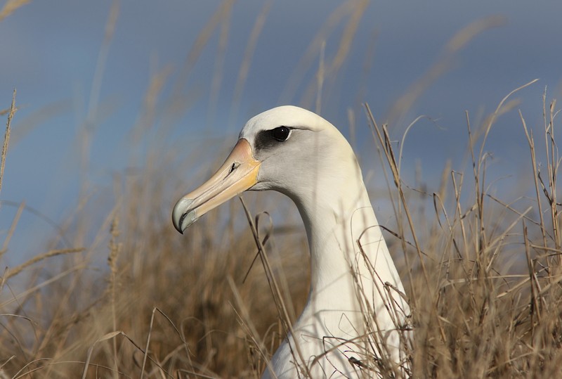 Laysan Albatross - ML57203461