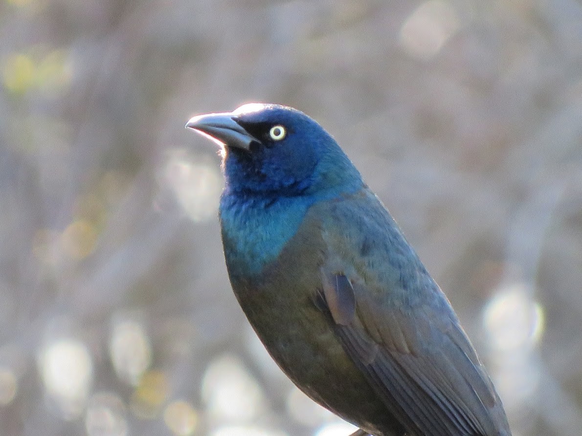 Common Grackle - ML572034651