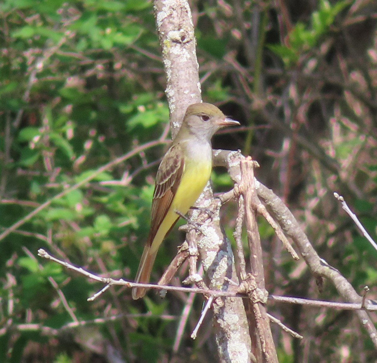 Great Crested Flycatcher - Fred Dike