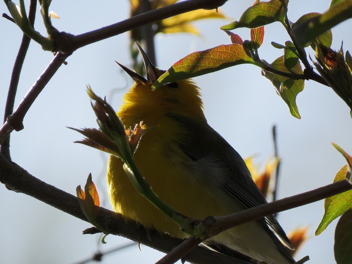 Prothonotary Warbler - ML572034941