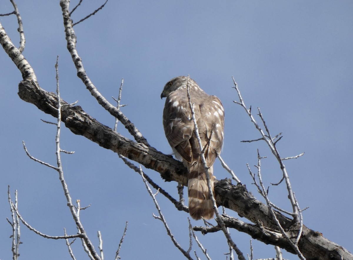 Cooper's Hawk - ML572035051