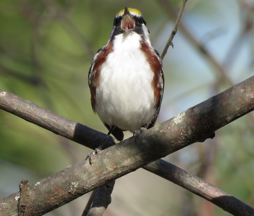 Chestnut-sided Warbler - ML572035351