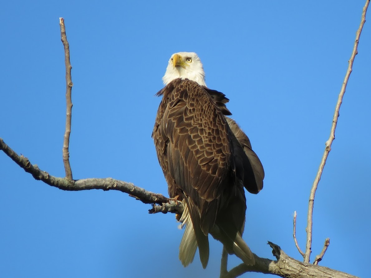 Bald Eagle - ML572035751