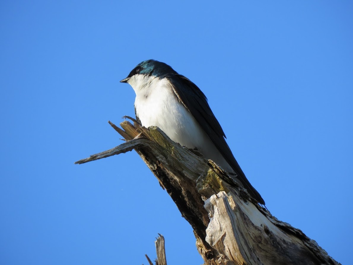 Tree Swallow - ML572036181