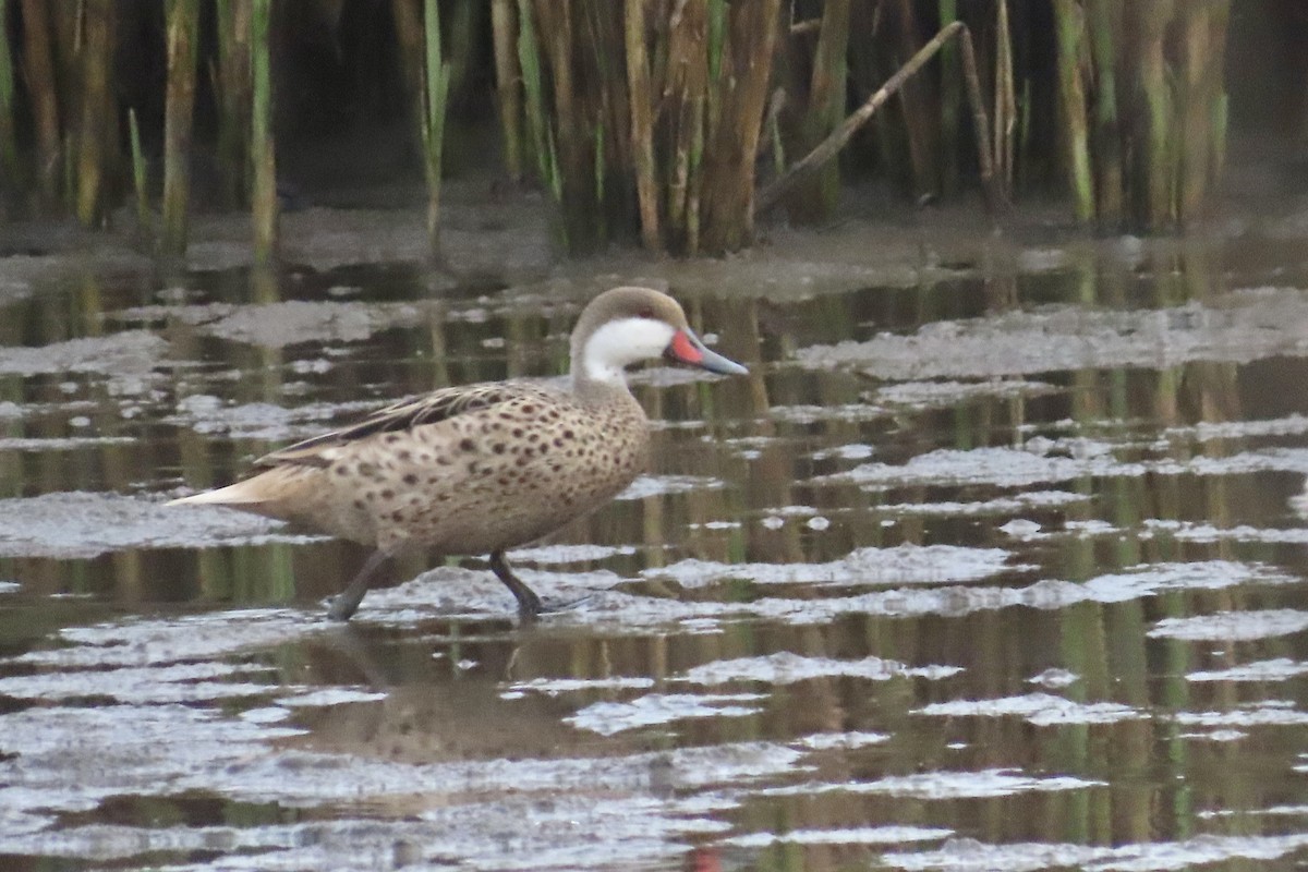 White-cheeked Pintail - ML572036811