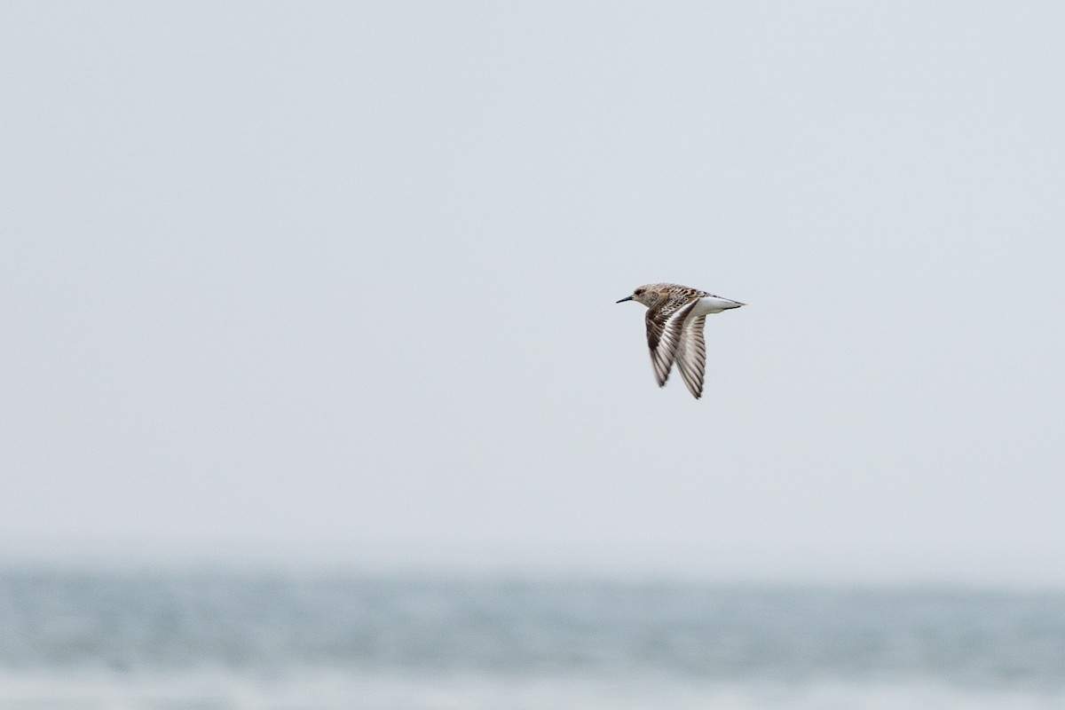 Sanderling - ML572036861