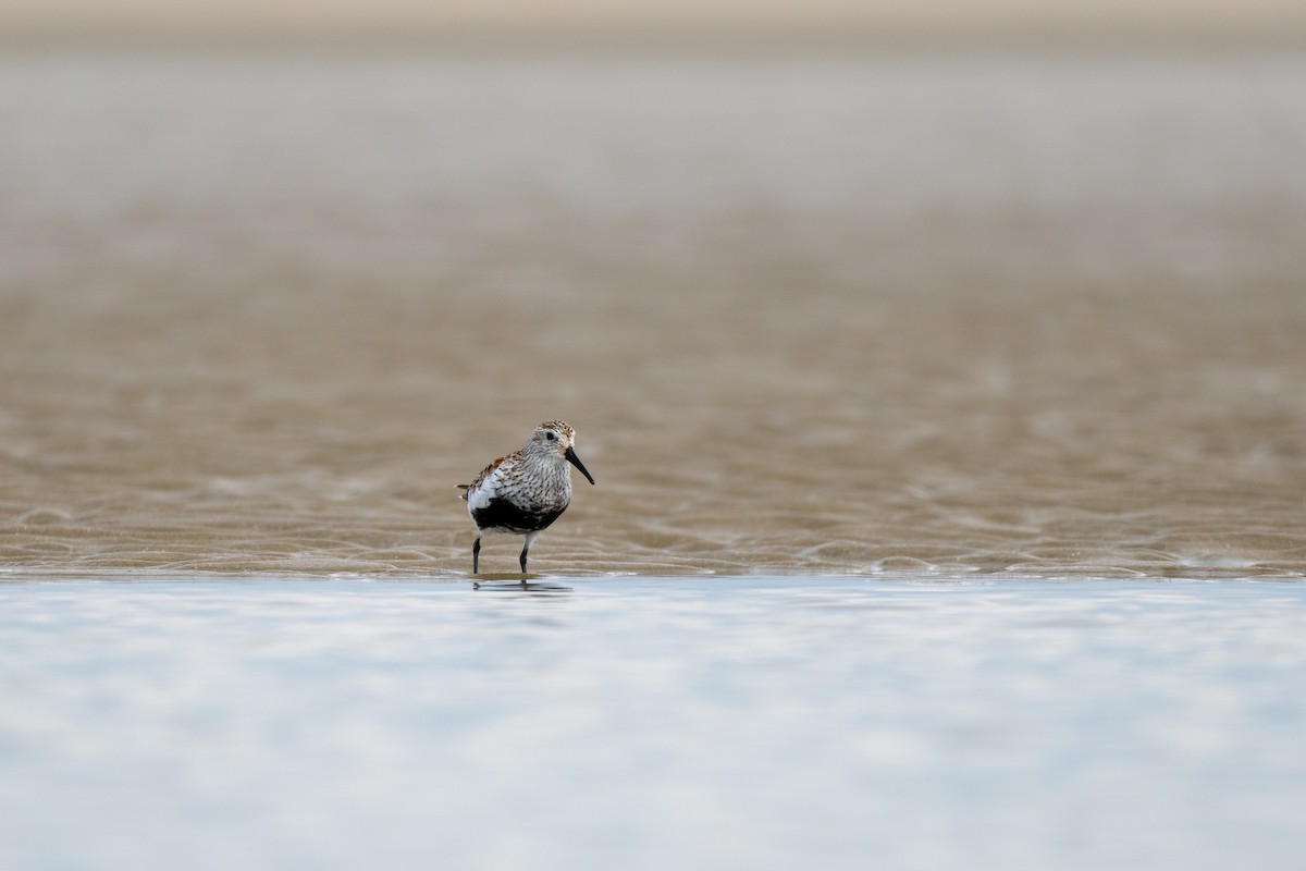 Dunlin - ML572037021