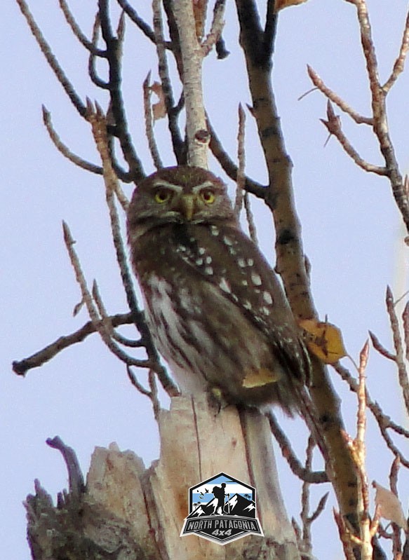 Austral Pygmy-Owl - ML572037201