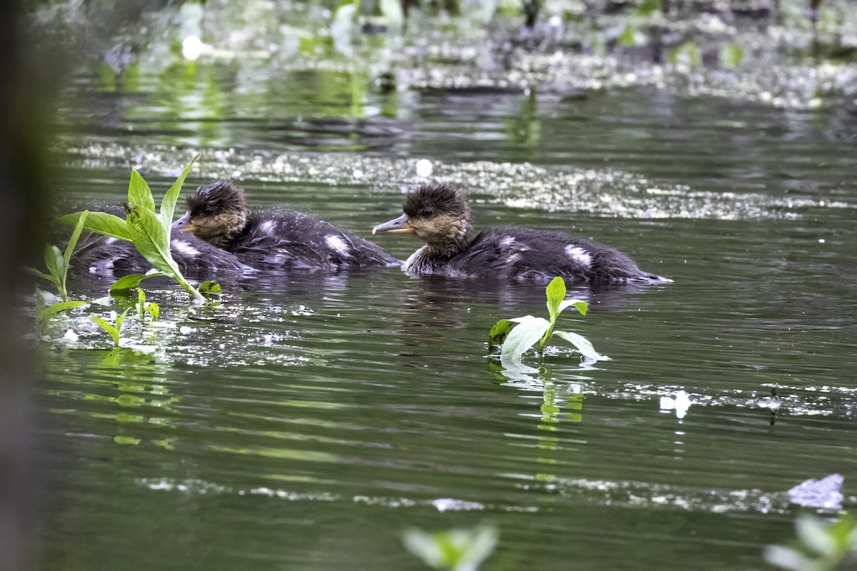 Hooded Merganser - Mel Green