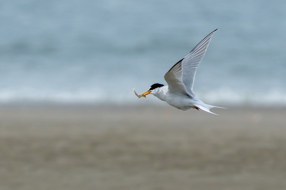 Little Tern - ML572037651