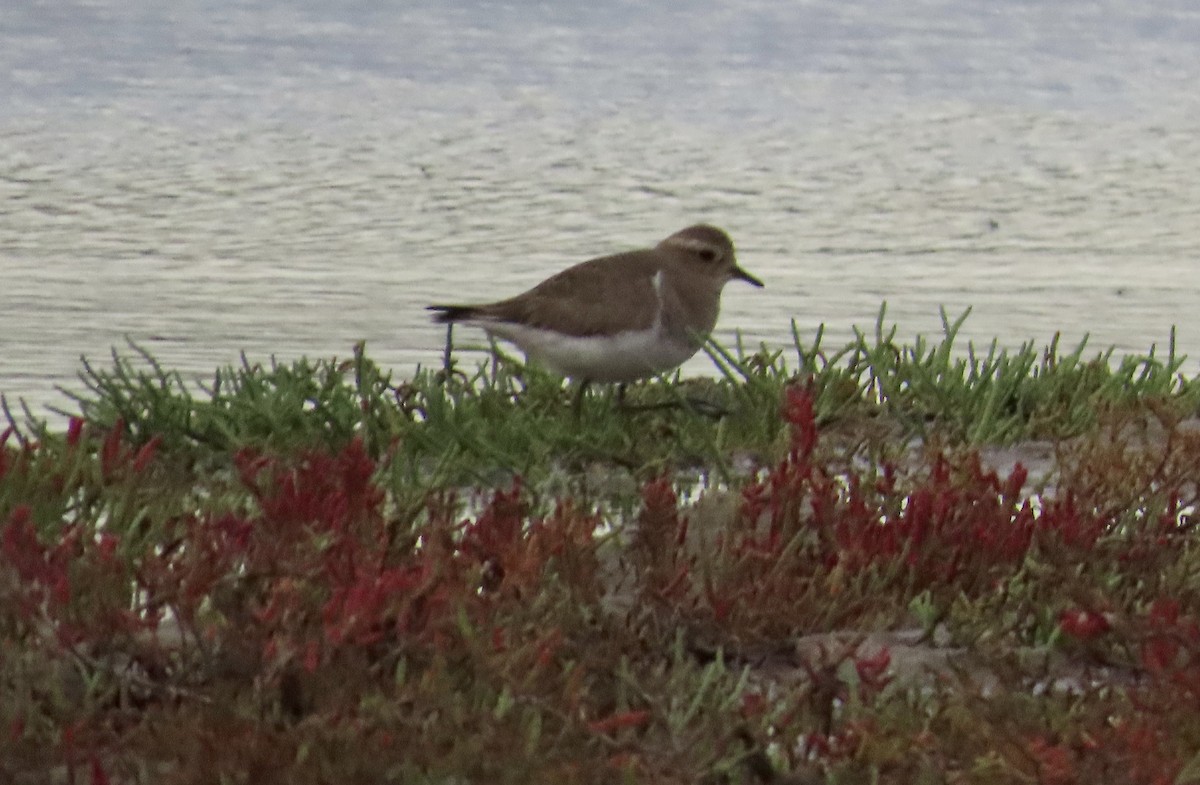 Rufous-chested Dotterel - ML572037731