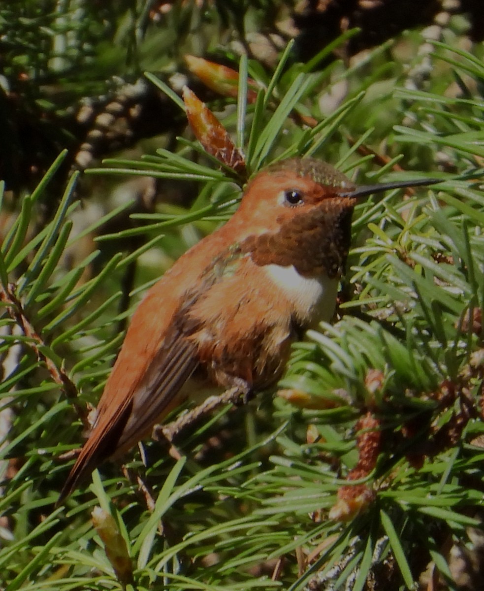 Rufous Hummingbird - ML572037881