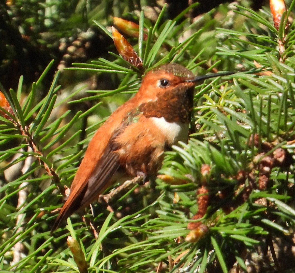 Rufous Hummingbird - ML572037911