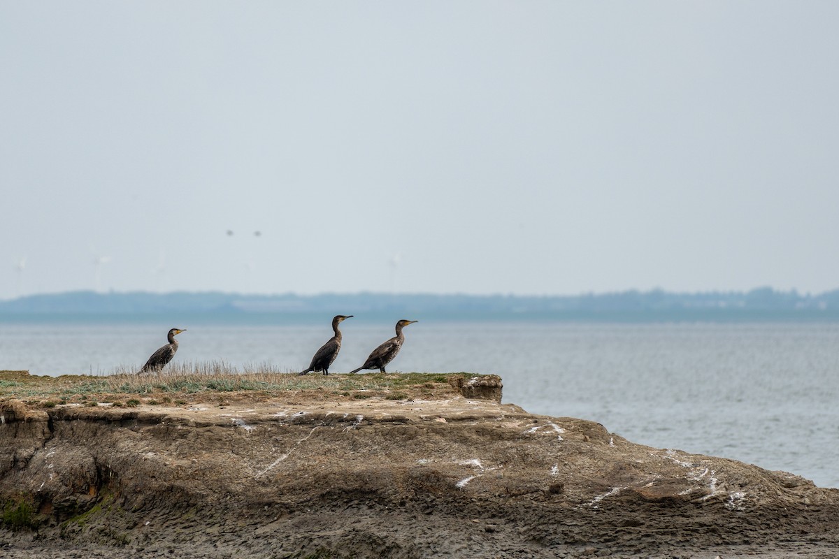 Great Cormorant - ML572037981