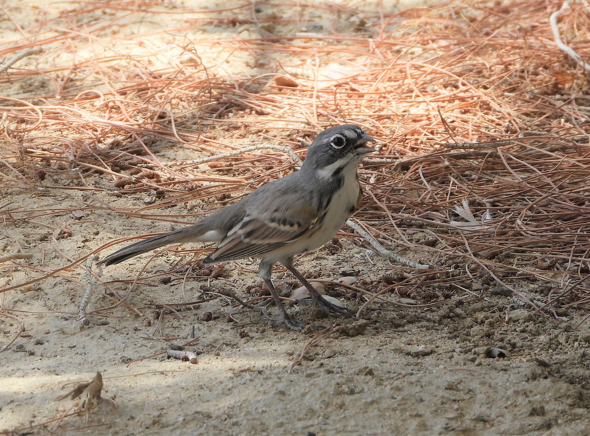 Bell's Sparrow - Heath Harlan