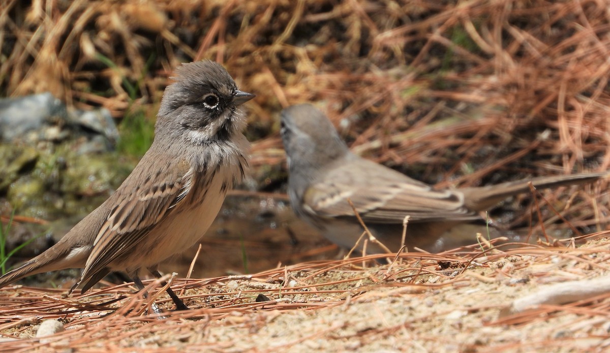 Bell's Sparrow - Heath Harlan