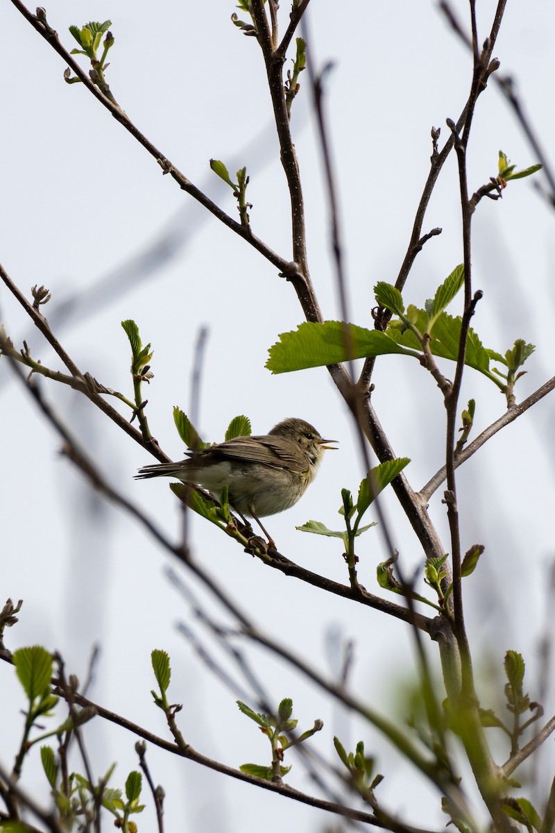 Willow Warbler - ML572039311