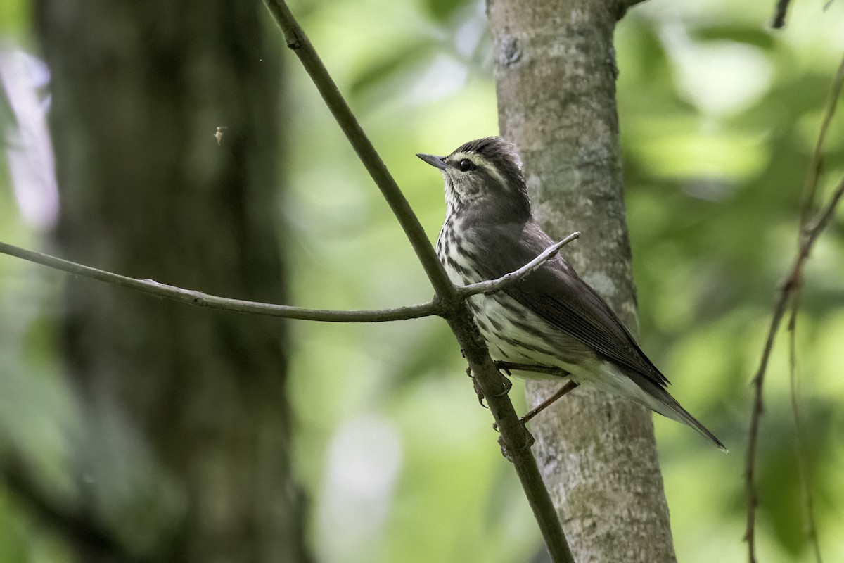 Northern Waterthrush - ML572039821