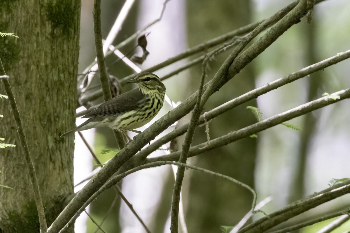 Northern Waterthrush - ML572039861