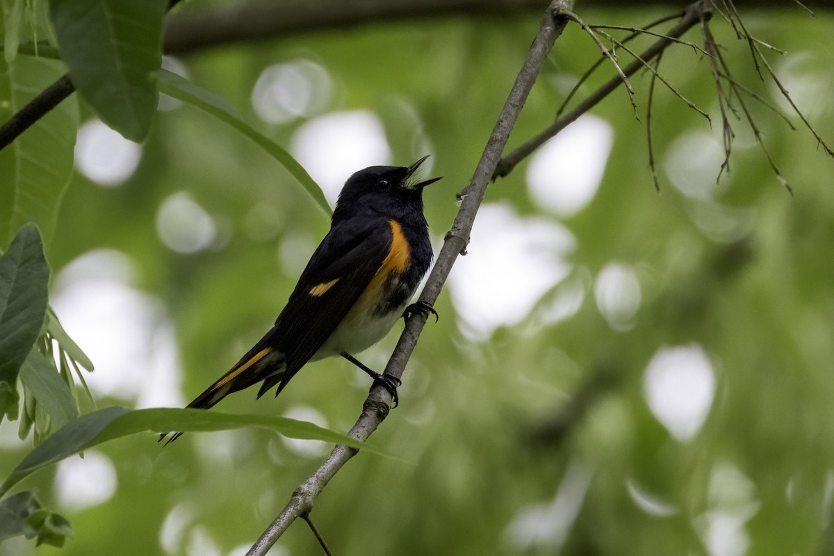 American Redstart - ML572040071