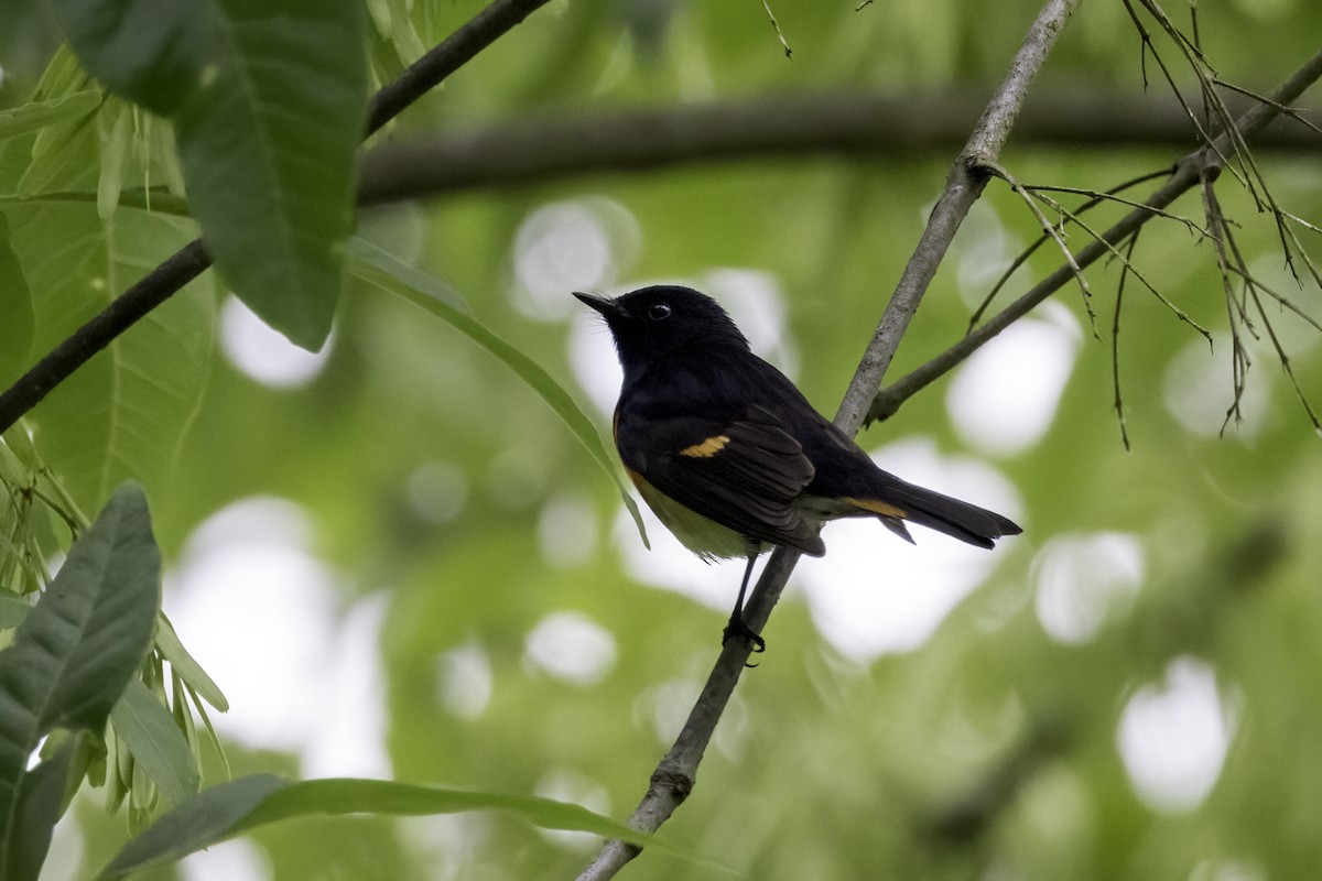American Redstart - ML572040081