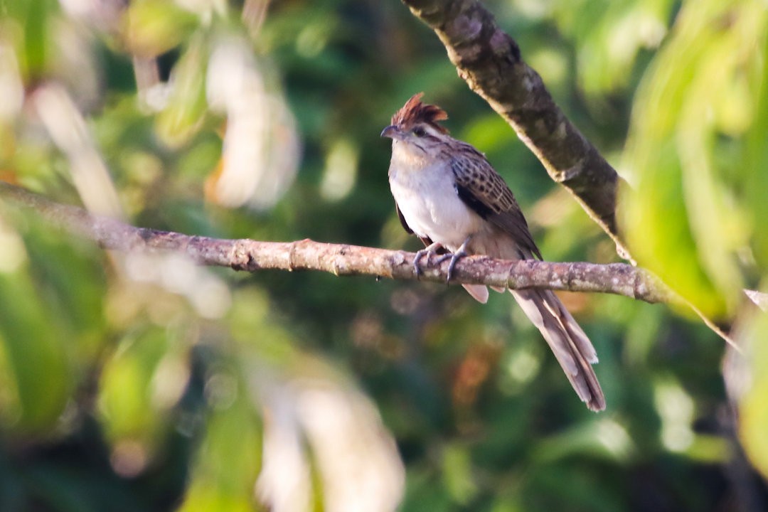 Striped Cuckoo - ML572040151