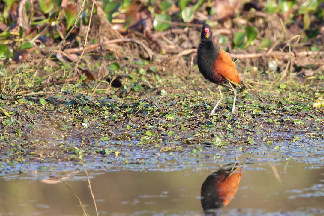 Wattled Jacana - ML572040191