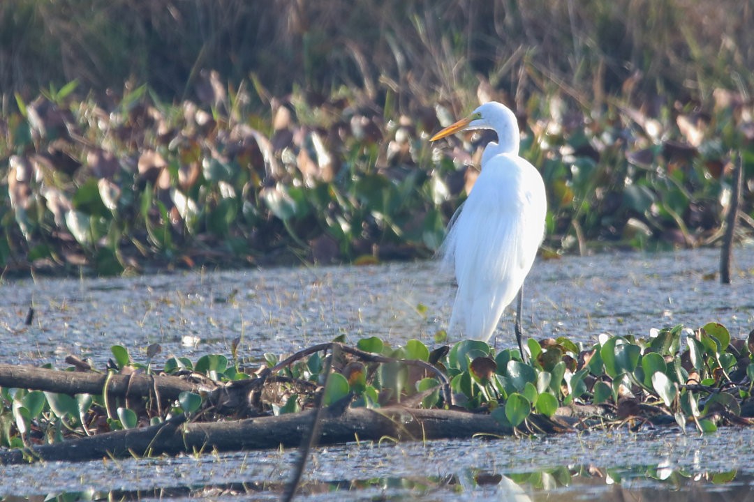 Great Egret - ML572040281