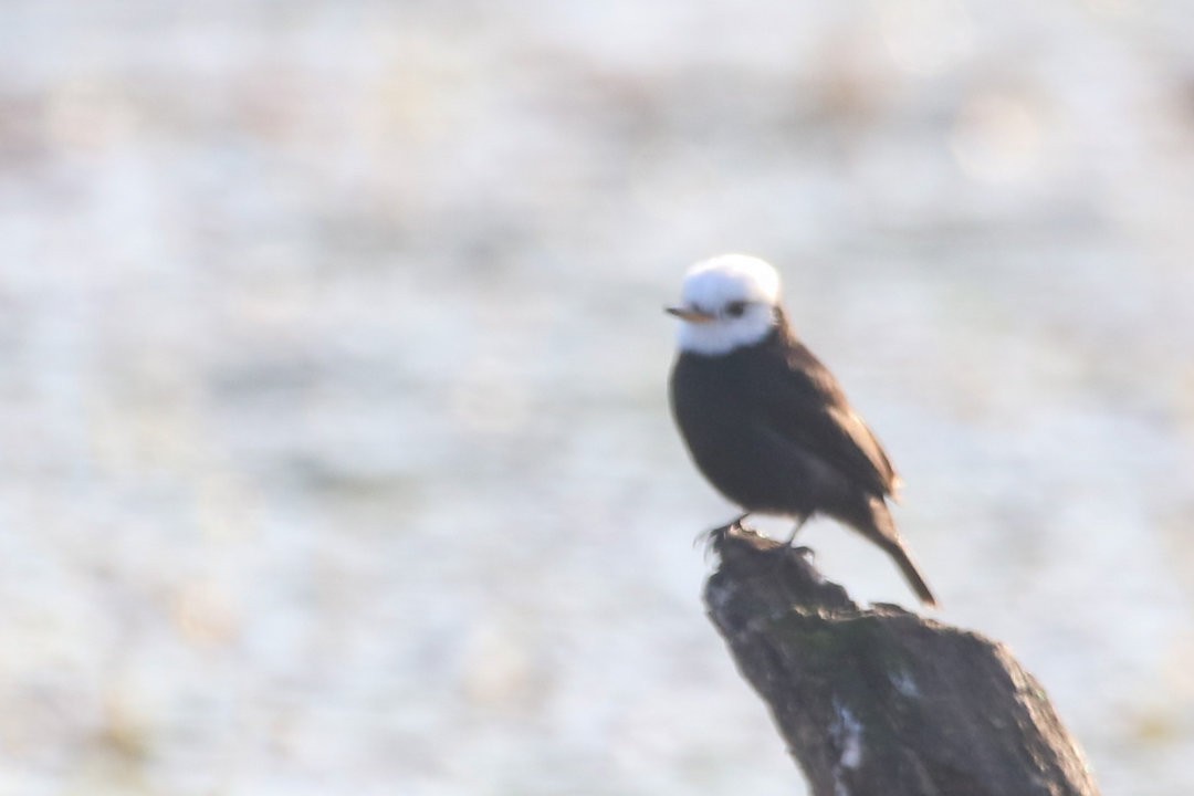 White-headed Marsh Tyrant - Gustavo Dallaqua