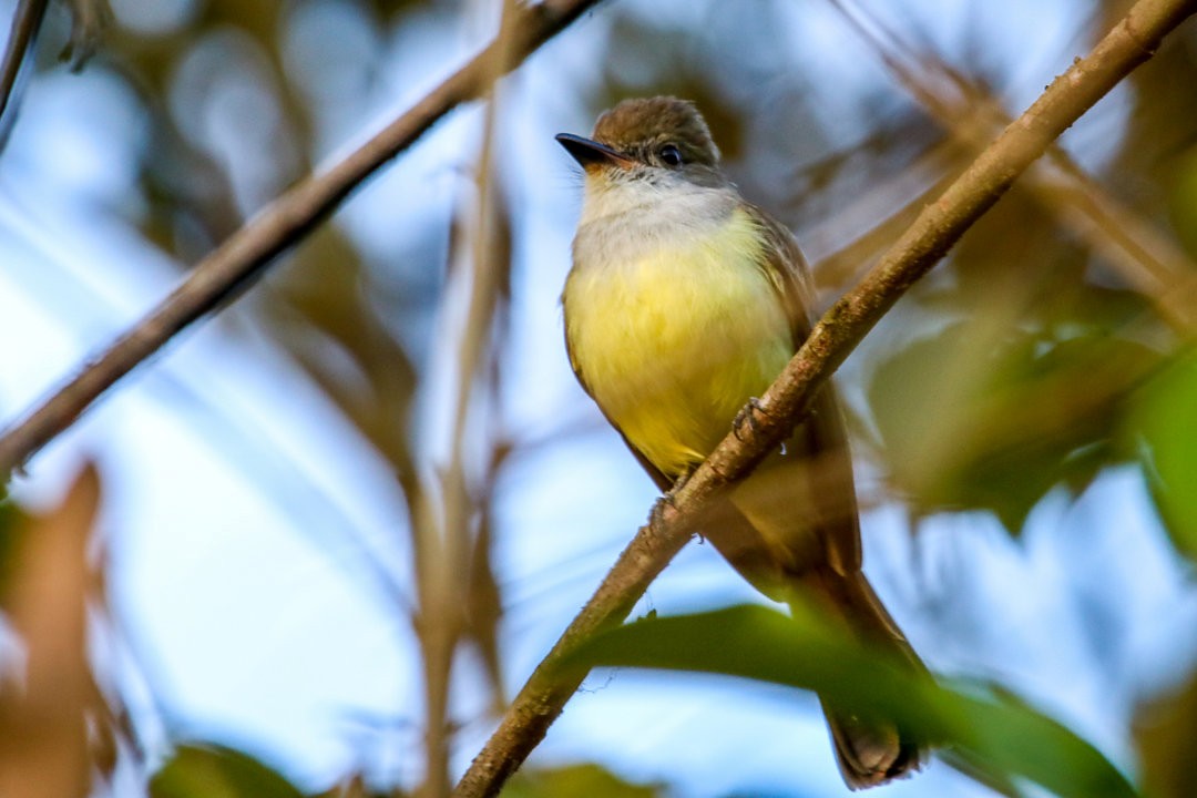 Brown-crested Flycatcher - ML572040351