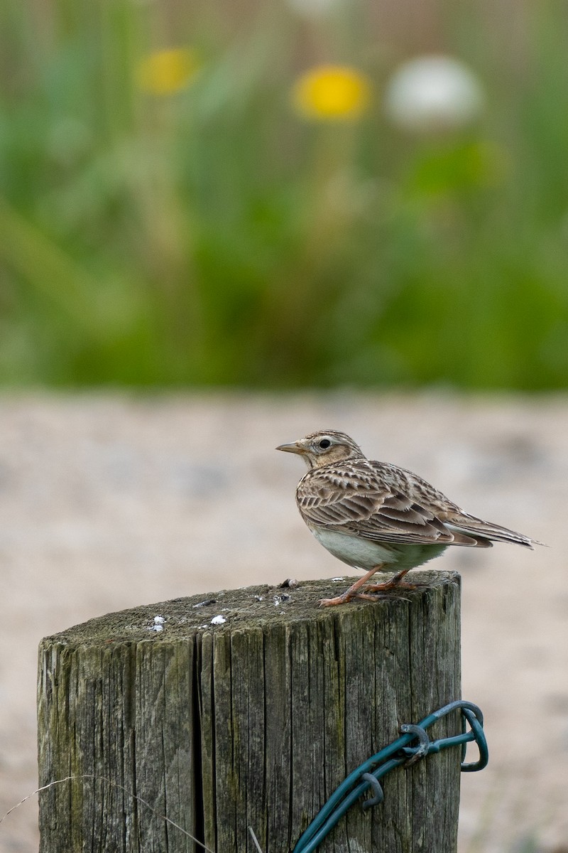 Eurasian Skylark - ML572040521