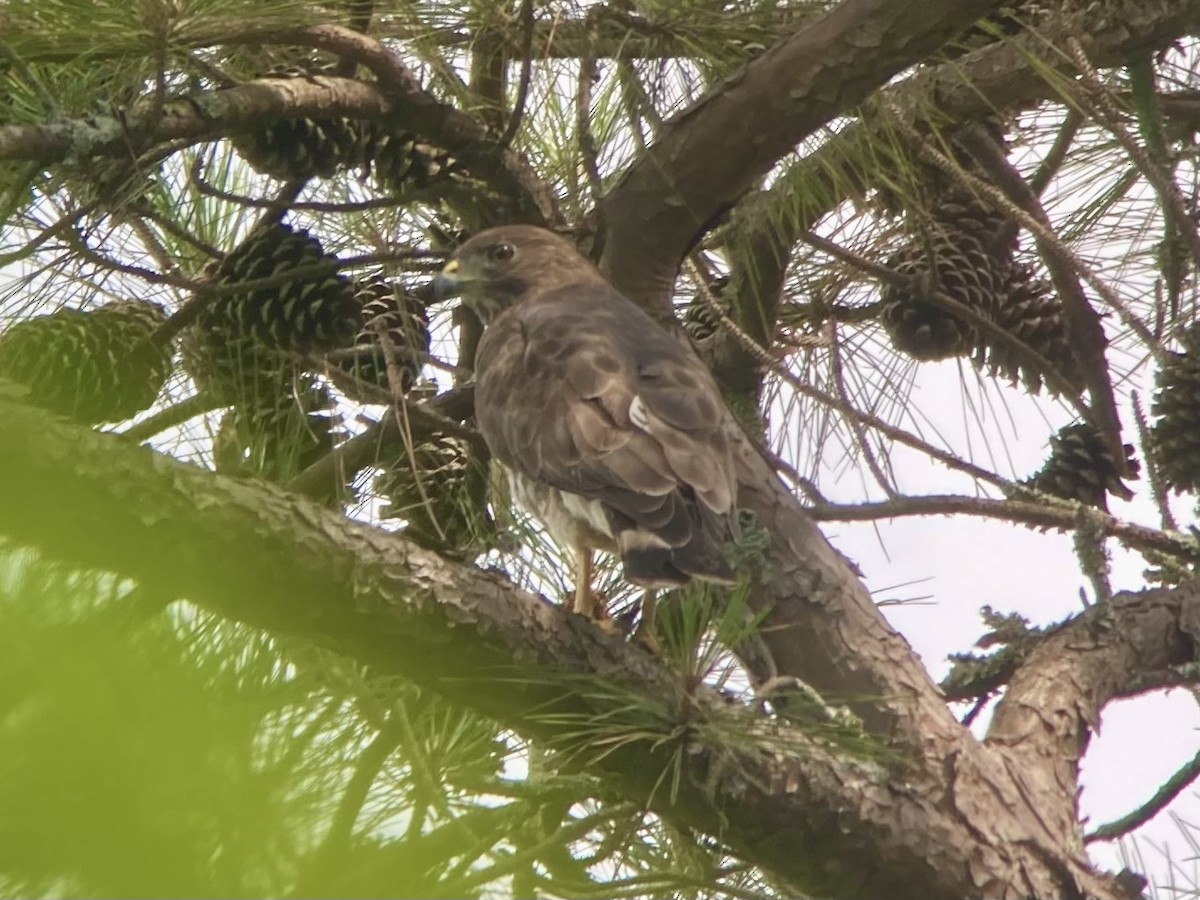 Broad-winged Hawk - ML572041101