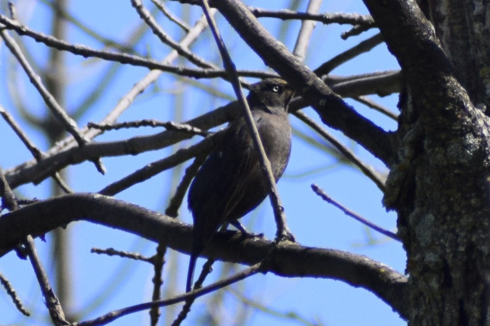 Rusty Blackbird - Lise Bergeron