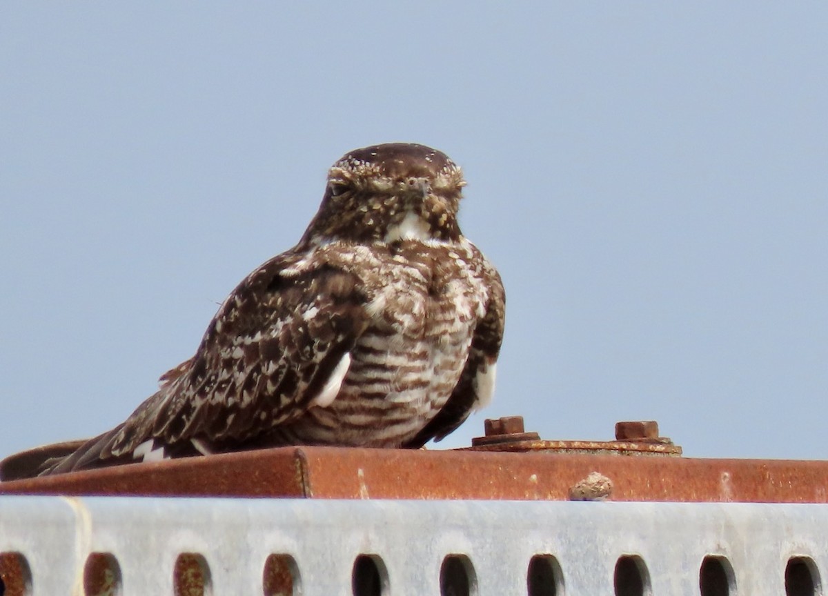 Common Nighthawk - ML572041421