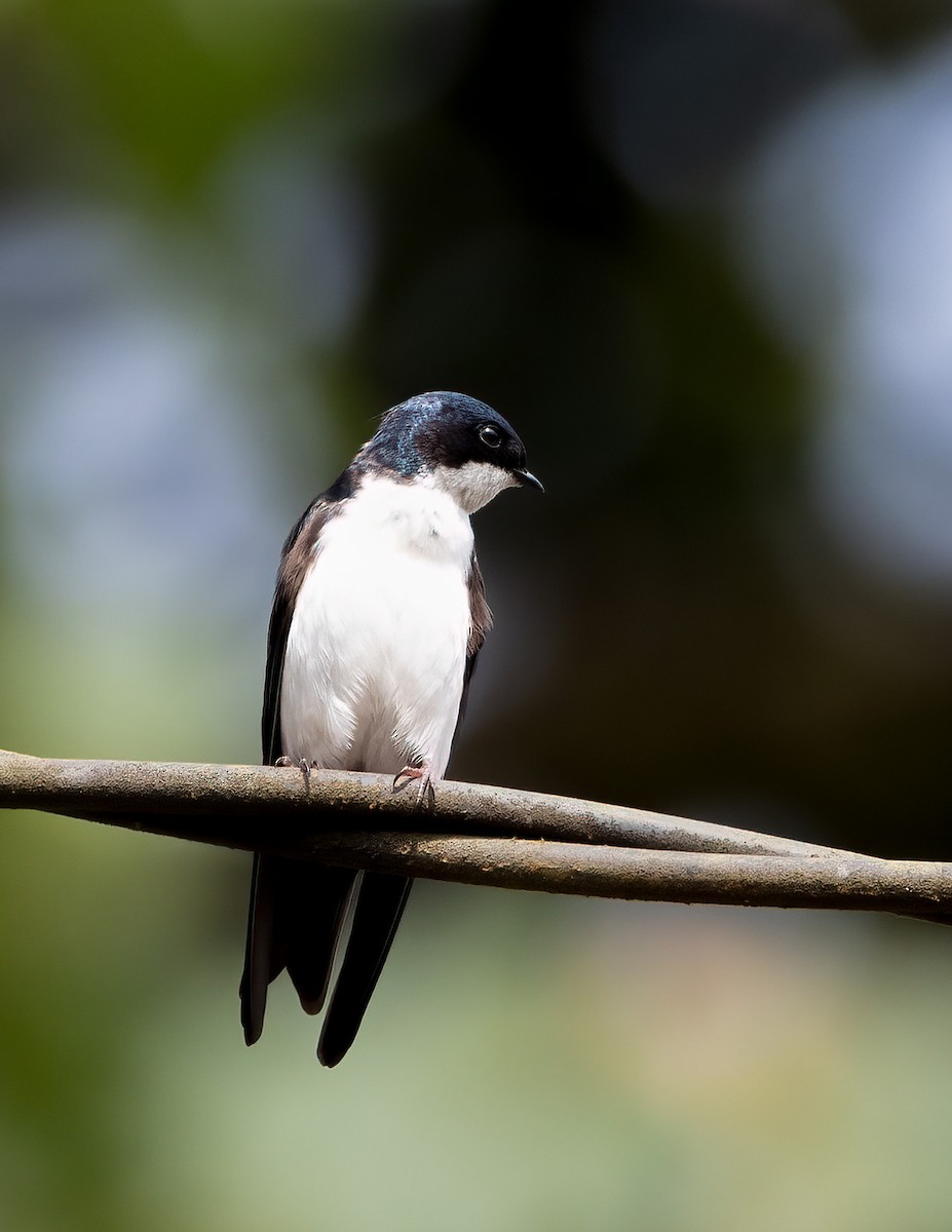 Blue-and-white Swallow - Jan Allen